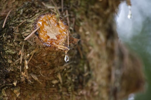 Close up of a tree trunk, highlighting a cut in the bark from which multiple drops of a resin are visible