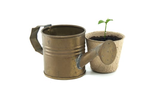 Small green seedling potted in biodegradable pot near vintage watering can isolated on a white background