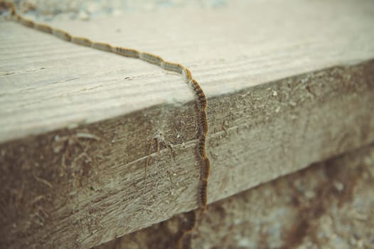 Caterpillar train slowly moving in the nature outdoors. Insects in the nature