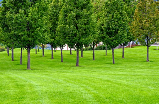 Field of planted trees over green lawn in the park.