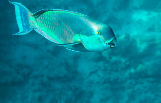 parrot fish in the depths of the sea