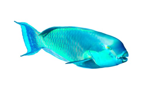 parrot fish isolated on white background