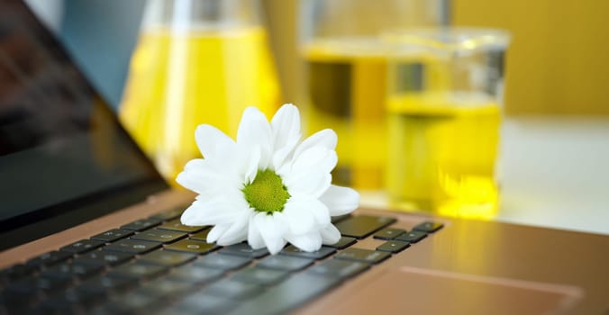 Fresh chamomile lies on laptop keyboard against background of essential oils. Skin benefits of chamomile concept