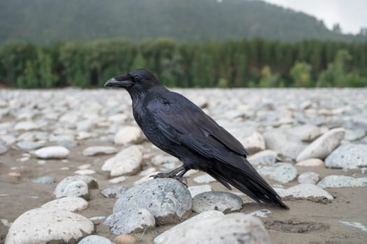 Black bird raven with sitting on the stone