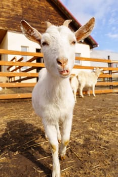 White Goat Standing on Field, selective focus. Vertical photo