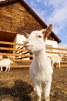 White Goat Standing on Field, selective focus. Vertical photo