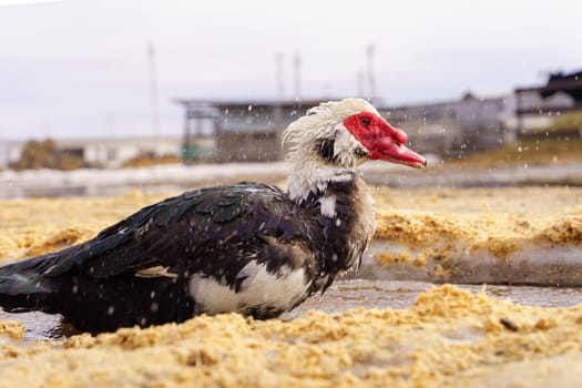 Detailed view of a Muscovy duck with distinct red head feathers, set in a farm environment.