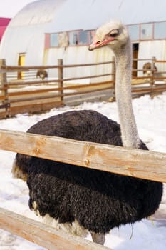 Ostriches standing in front of a building on an ostrich farm. Selective focus