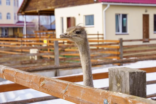 Ostriches standing in front of a building on an ostrich farm. Selective focus