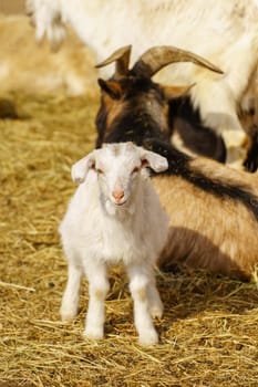 A young baby goat is seen standing next to a mature adult goat in a farm.
