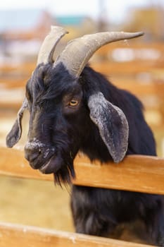 Goat is standing next to a fence on a farm, showcasing agriculture and farm life. Vertical photo