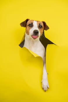 Cute Jack Russell Terrier dog tearing up yellow cardboard background. Vertical photo