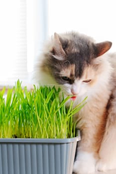 Cat eat Grass Indoors, possibly as a way to aid its digestion. Vertical photo