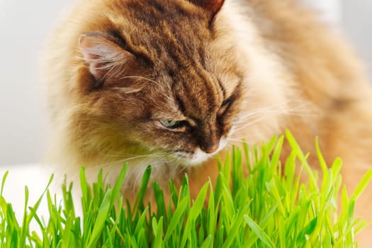 Cat is peacefully nibbling on a patch of vibrant green grass, possibly as a way to aid its digestion.