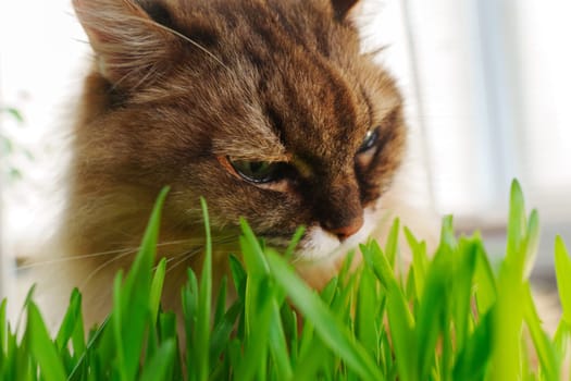 Cat is seen up close in the grass, munching on blades of green grass in a natural outdoor environment.
