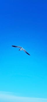 Shot of the seagull in the sky
