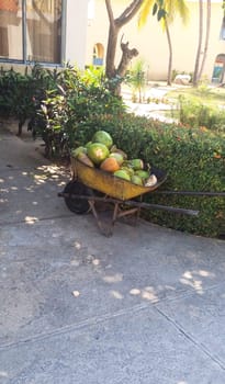 Shot of the trolley full of coconuts