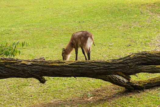 A goat peacefully grazes on green grass next to a fallen tree in a rural setting.