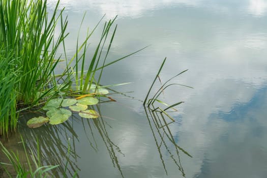 reeds and water lilies on the water. photo