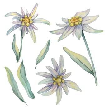 Edelweiss clipart set. Watercolor illustration of three flowers and leaves. Leontopodium nivale hand drawn artwork isolated on white background. Design for printing, cards, apparel, stickers, wall art