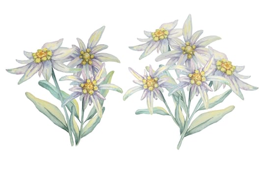 Edelweiss clipart set. Watercolor illustration of two bouquets. Leontopodium nivale hand drawn artwork isolated on white background. Design for printing, cards, apparel, stickers, wall art