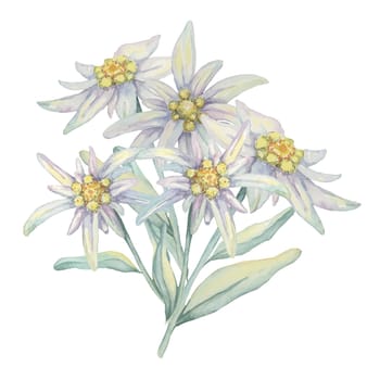 Edelweiss bouquet clipart. Watercolor illustration with white flowers and leaves. Leontopodium nivale hand drawn artwork isolated on white background. Design for printing, cards, apparel, stickers.