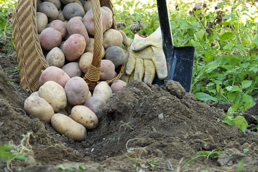 Freshly dug multi-colored potatoes spill out of a wicker basket next to a spade in loosen soil