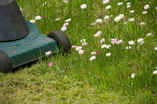 Electric lawn mower and dainty white and pink spring flowers in a green garden lawn in a low angle ground level view