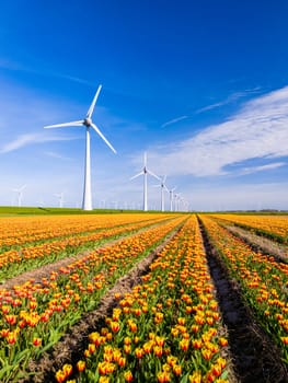 A vibrant field of tulips dances in the wind with towering windmills in the background in the Netherlands Flevoland during the blooming spring season. windmill turbines, eco friendly, earth day