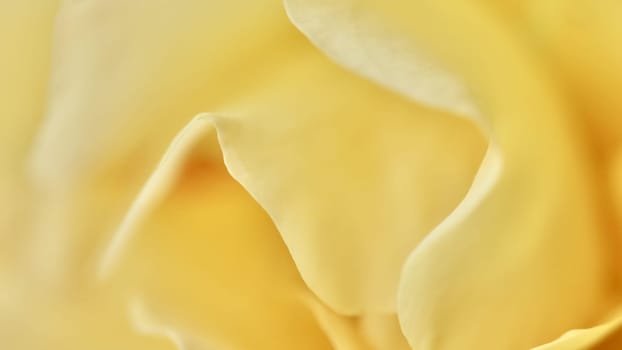 Yellow rose flower petals. Macro flowers backdrop for holiday design. Soft focus, abstract floral background