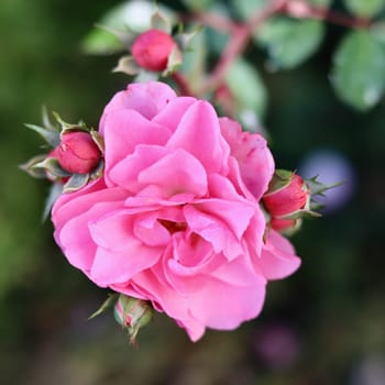 Soft pink rose Bonica with buds in the garden. Perfect for background of greeting cards