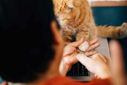Veterinary nurse trims nails of Scottish Fold cat, while girl takes care of orange cat claws in close-up. highlights the importance of proper cat nail care and showcases expertise in action.
