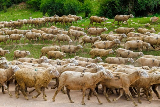 large flock of sheep with digit 5 moving along dusty dirt road in mountains to a pasture at summer day