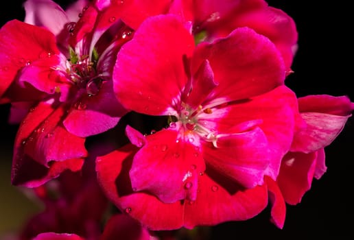 Beautiful blooming red kalanchoe flowers isolated on a black background. Flower heads close-up.