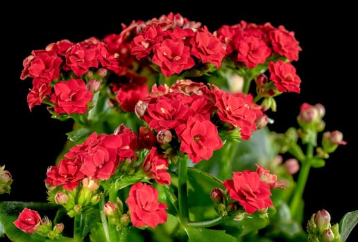 Beautiful blooming red kalanchoe flowers isolated on a black background. Flower heads close-up.