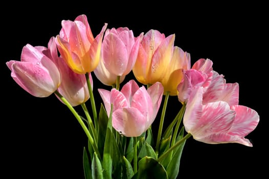 Beautiful blooming pink tulips flowers isolated on a black background. Flower head close-up.