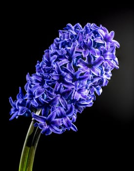 Beautiful blooming Purple Hyacinth flower on a black background. Flower head close-up.