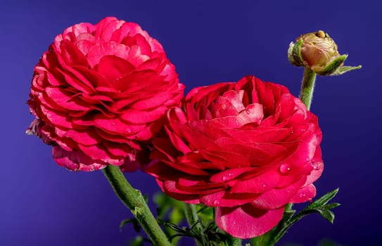 Beautiful blooming red ranunculus flower on a blue background. Flower head close-up.