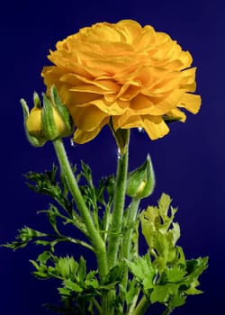 Beautiful blooming yellow ranunculus flower isolated on a blue background. Flower head close-up.
