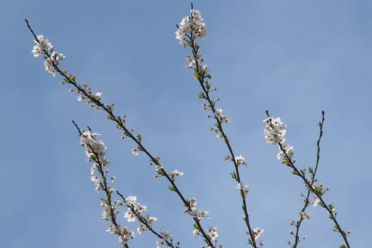 Colorful Spring. The Beauty of the Season with Blossoming Tree Branches. The Awakening of Nature. A Visual Feast Full of Blooming Tree Branches Giving the Good News of Spring.