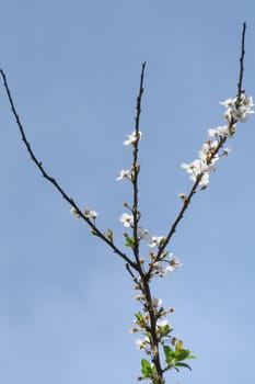 Colorful Spring. The Beauty of the Season with Blossoming Tree Branches. The Awakening of Nature. A Visual Feast Full of Blooming Tree Branches Giving the Good News of Spring.