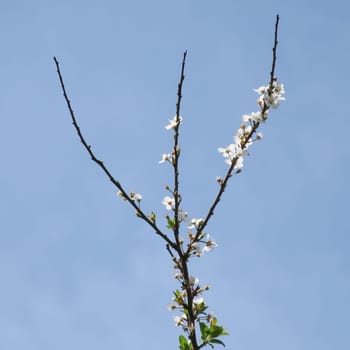 Colorful Spring. The Beauty of the Season with Blossoming Tree Branches. The Awakening of Nature. A Visual Feast Full of Blooming Tree Branches Giving the Good News of Spring.