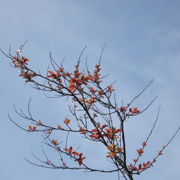 Colorful Spring. The Beauty of the Season with Blossoming Tree Branches. The Awakening of Nature. A Visual Feast Full of Blooming Tree Branches Giving the Good News of Spring.