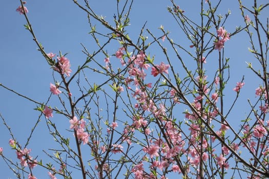 Colorful Spring. The Beauty of the Season with Blossoming Tree Branches. The Awakening of Nature. A Visual Feast Full of Blooming Tree Branches Giving the Good News of Spring.