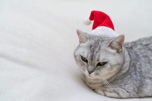 Scottish straight Christmas cat in a red santa hat sleeps on a white blanket. Pets, Christmas stories with pets