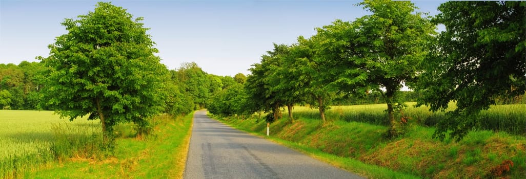 Farmland, road and trees with field in environment for conservation, travel or roadtrip and landscape. Grassland, street or cornfield with grass, sustainability or ecosystem for countryside adventure.