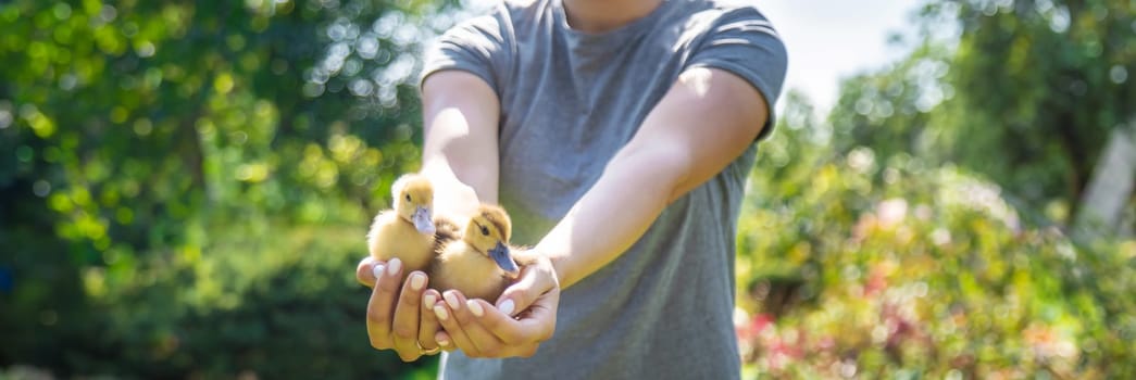 a female farmer holds ducklings in her hands
