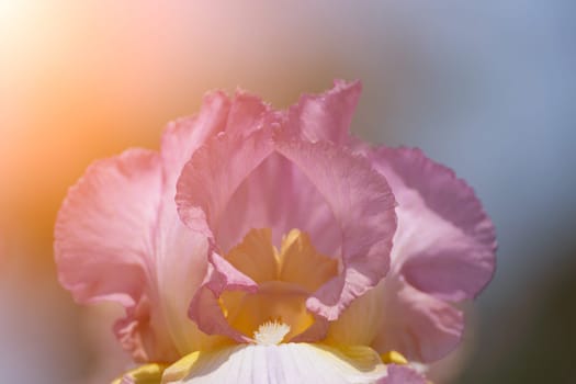 Purple with yellow bearded iris flower close up.