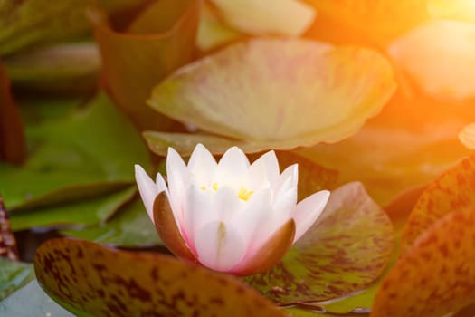 Pink lotus water lily flower in pond, waterlily with green leaves blooming.