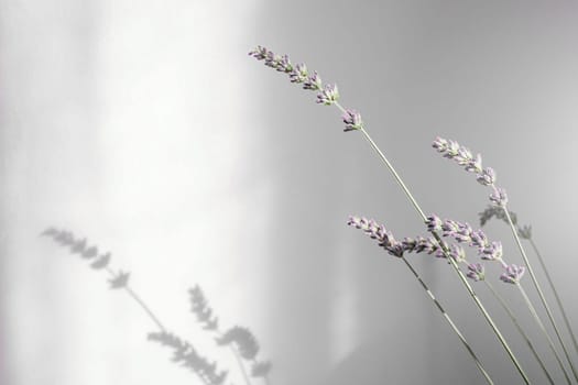 Flower. Bouquet of lavender at home, shadow of flowers in wall. Copy space